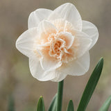Narciss 'Champagne'