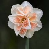 Narciss 'Champagne'