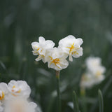 Narciss "Cherfulness"