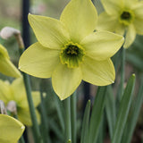 Narciss 'Mesa Verde'