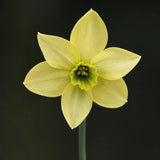 Narciss 'Mesa Verde'