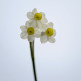 Narciss 'Silver Wood'