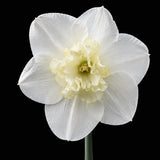 Narciss 'Papillon Blanc' EKO