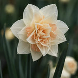 Narciss 'Pom Pom Rose'