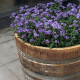 Nemesia 'Maneto Blue'