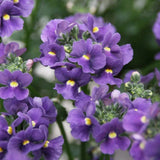 Nemesia 'Maneto Blue'