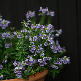Nemesia 'Maneto Blue'