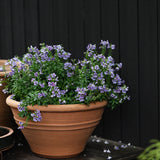 Nemesia 'Maneto Blue'