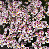 Nemesia 'Plus Lychee'