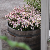 Nemesia 'Plus Lychee'