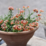 Nemesia 'Tropical'