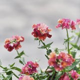 Nemesia 'Tropical'