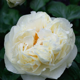 Pion barrot 'Lemon Chiffon'