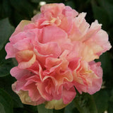 Pion barrot 'Lois Choice'