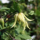 Pagodklematis 'Love Child'