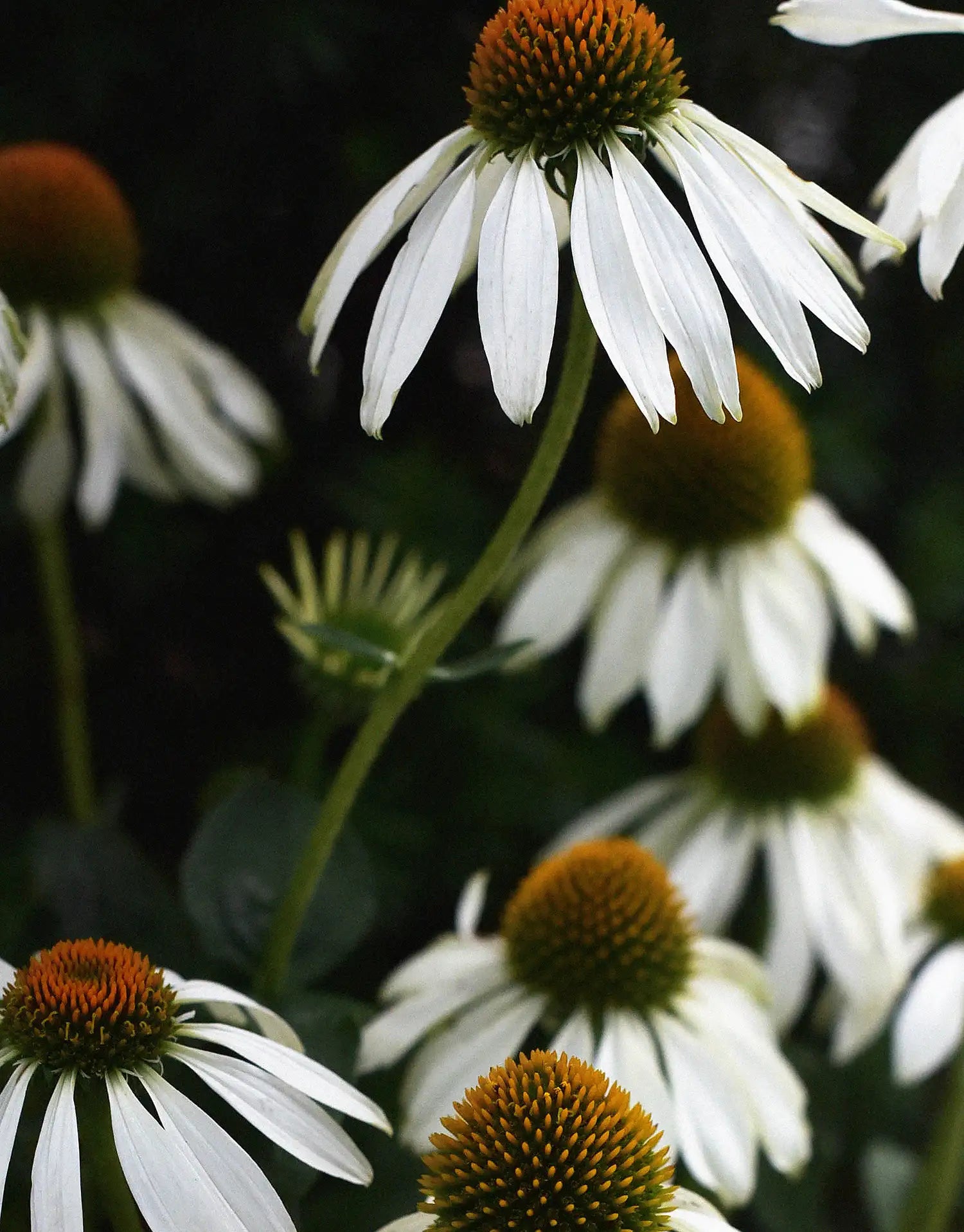 En trädgård som aldrig slutar blomma