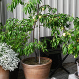 Persika 'Ice Peach'