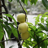 Persika 'Ice Peach'