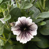 Petunia (Surfiniaserien) 'Tiramisu'