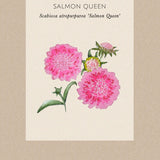 Praktvädd 'Salmon Queen'