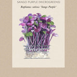 Rädisa blad 'Sango Purple'