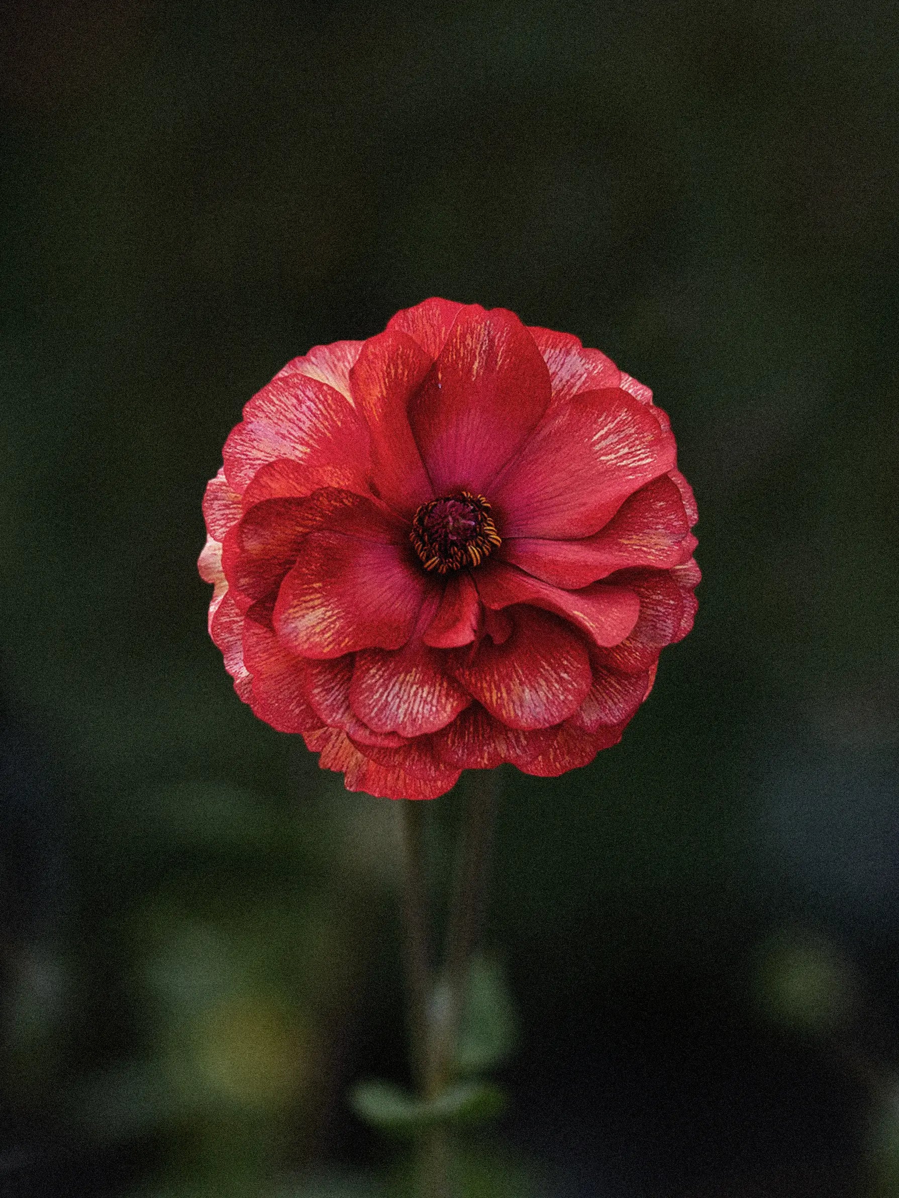 Hades Ranunculus Fjärilsranunkel 'Butterfly Hades'® – Zetas Trädgård