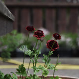 Ranunkel Romance Perigord®