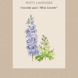 Riddarsporre 'Misty Lavender'