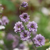 Riddarsporre 'Misty Lavender'