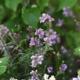 Riddarsporre 'Misty Lavender'