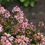 Rododendron 'Bloombux'