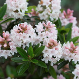 Rododendron 'Bloombux'