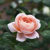 Modern buskros 'Queen of Sweden' barrot