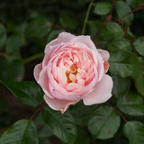 Modern buskros 'The Generous Gardener' barrot