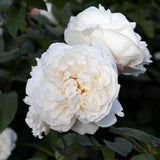 Modern buskros 'Winchester Cathedral' barrot