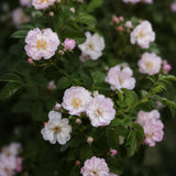 Fylld honungsros 'Hybrida' Rosa (Helenae) 'Agda'