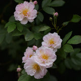 Fylld honungsros 'Hybrida' Rosa (Helenae) 'Agda'