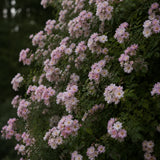 Fylld honungsros 'Hybrida' Rosa (Helenae) 'Agda'