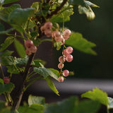 Rosa vinbär 'Aili'
