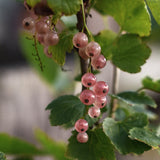 Rosa vinbär 'Aili'