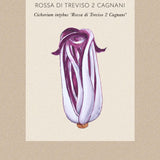 Rosensallat, Radicchio 'Cagnani'