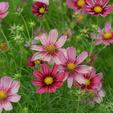 Rosenskära 'Antiquity'