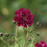 Rosenskära 'Double Click Cranberries'