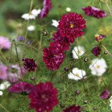 Rosenskära 'Double Click Cranberries'