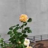 Modern buskros 'Golden Celebration' barrot