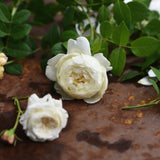 Modern buskros 'CLAIRE AUSTIN' barrot