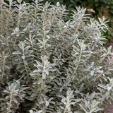 Salixvide 'Iceberg Alley'