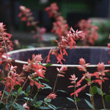 Salvia 'Apricot'