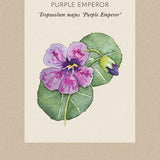 Slingerkrasse 'Purple Emperor'