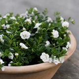 Småpetunia (Million Bells) 'Vit'